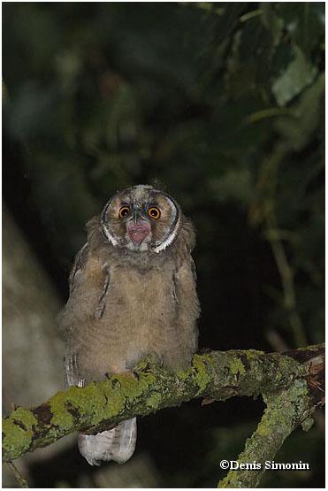 Jeune hibou moyen duc